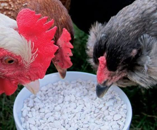 CZ Grain Calcium and Crushed Oyster Shells Grit for Chickens and Ducks