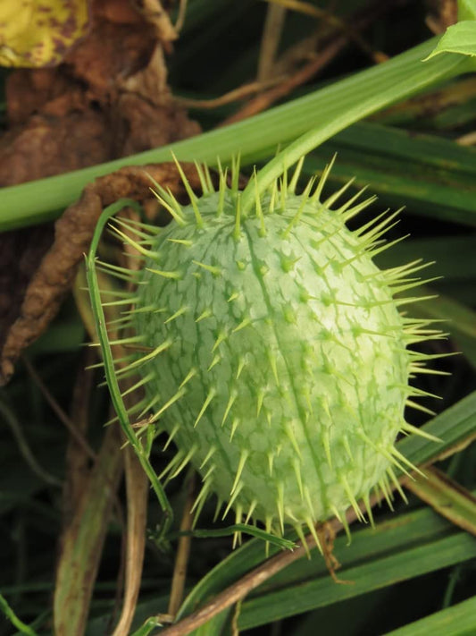 30 Wild Cucumber Seeds for Planting Echinocystis lobata