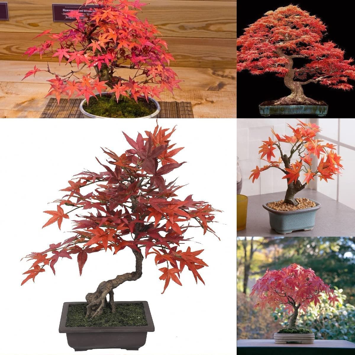 Japanese Red Maple Bonsai Tree Seeds - Acer Palmatum/Real Beautiful Air Purifier Bonsai