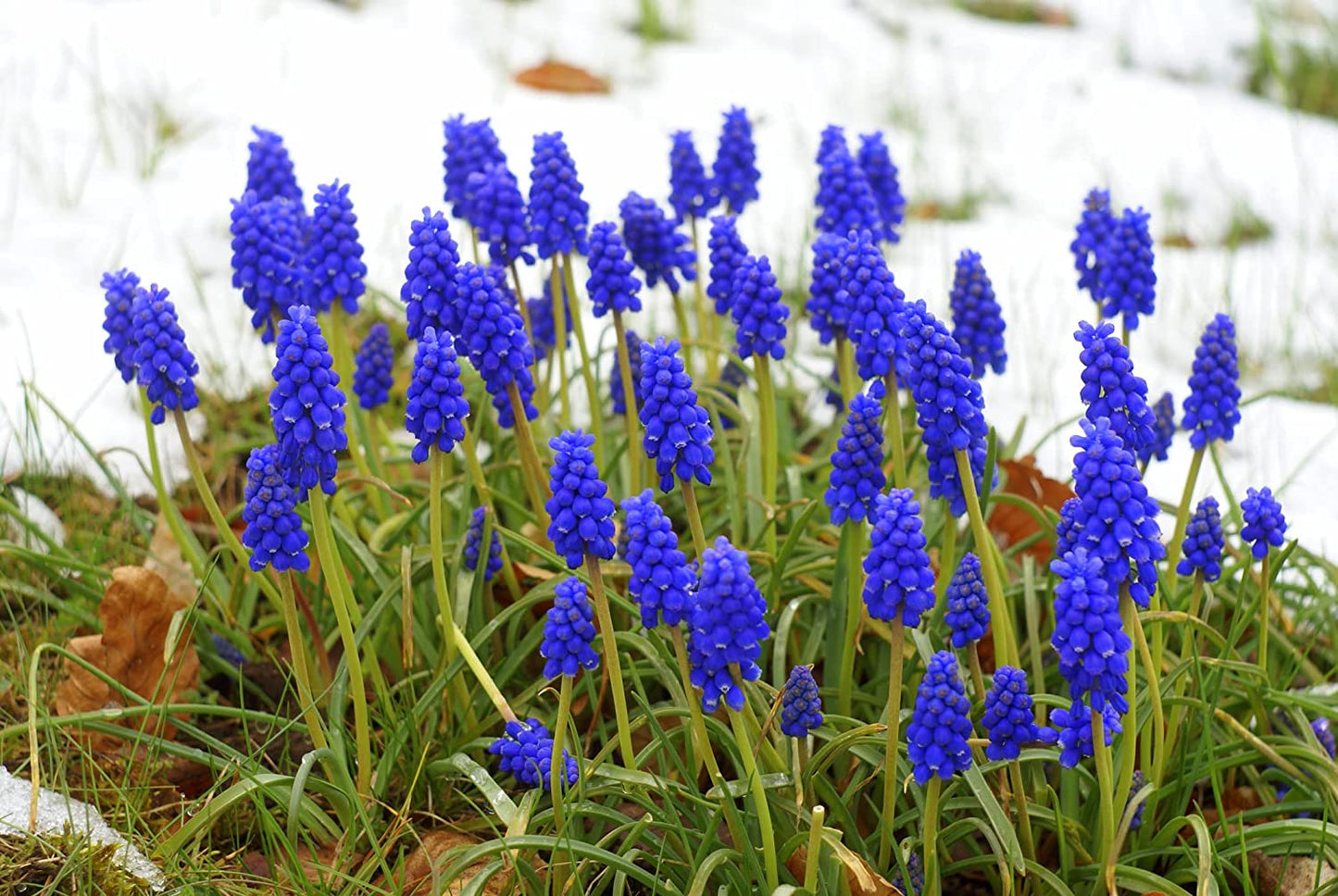 Grape Hyacinth Bulbs for Planting, Blue Grape Hyacinth Spring Flowering Bulbs, muscari Armeniacum Bulbs