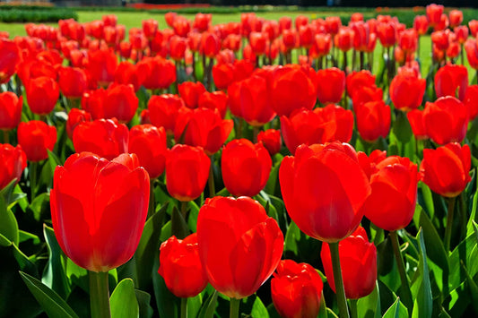 Red Tulip Bulbs for Planting