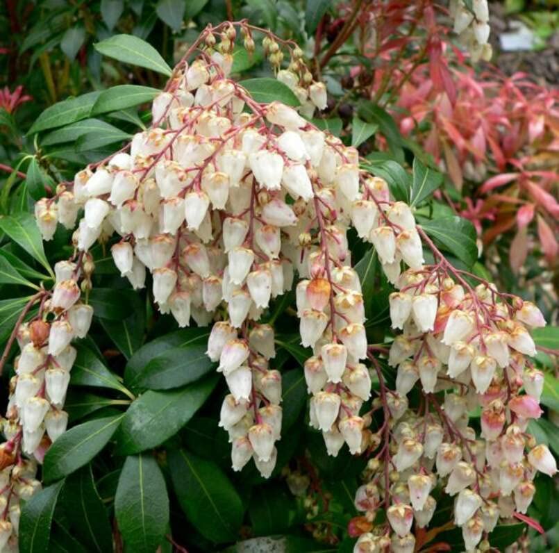 30 Forest Flame Shrub Seeds (30 Seeds) - Pieris Japonica, Japanese Pieris, Japanese Andromeda