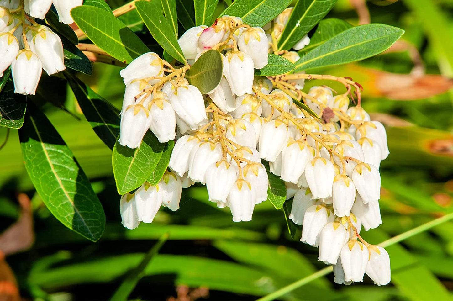 30 Forest Flame Shrub Seeds (30 Seeds) - Pieris Japonica, Japanese Pieris, Japanese Andromeda