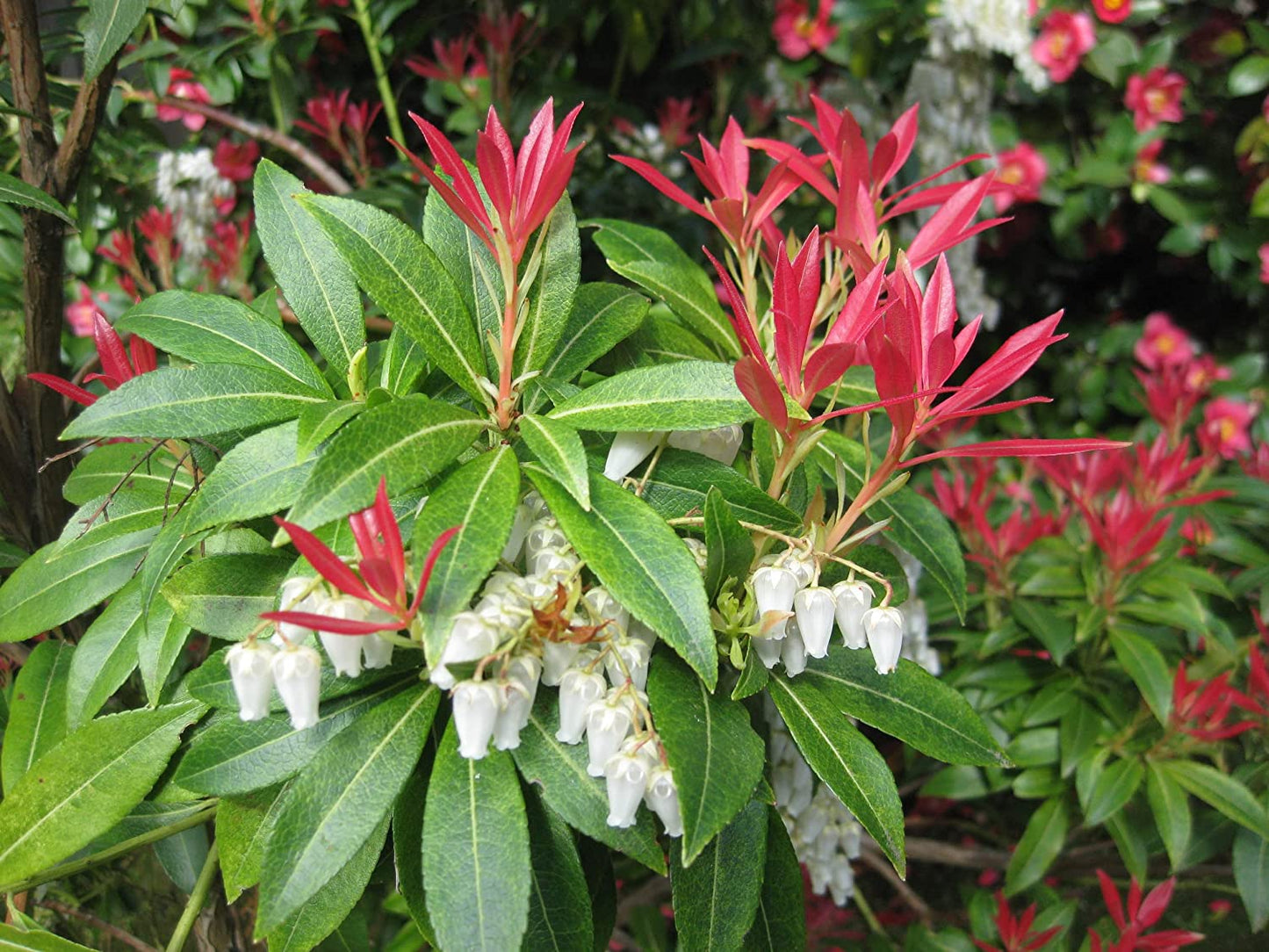 30 Forest Flame Shrub Seeds (30 Seeds) - Pieris Japonica, Japanese Pieris, Japanese Andromeda