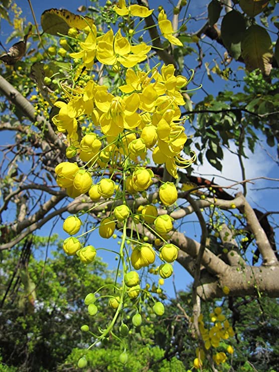 Golden Shower Tree Seeds for Planting - Stunning Weeping Yellow Blooms - Cassia Fistula