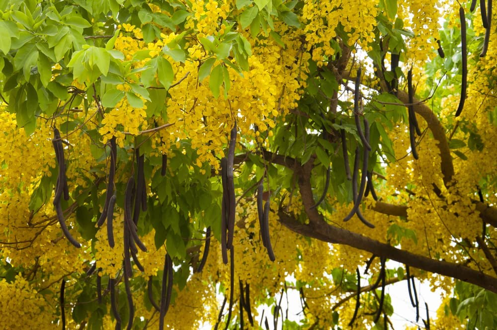 Golden Shower Tree Seeds for Planting - Stunning Weeping Yellow Blooms - Cassia Fistula