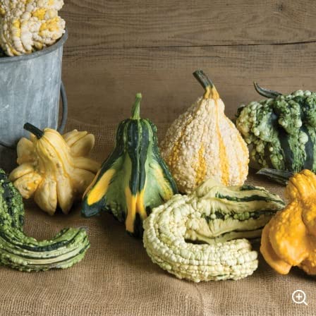 Gremlins Gourd Seeds for Planting | Grow Your Own Fall Décor - Ships from Iowa, USA