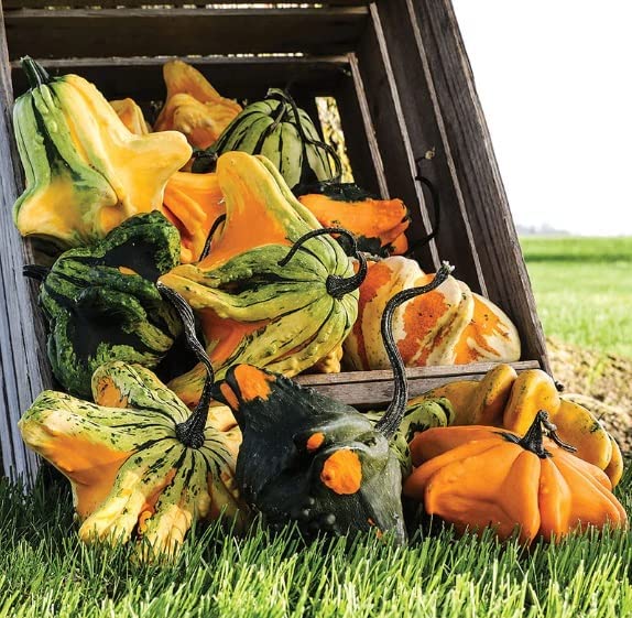 Gremlins Gourd Seeds for Planting | Grow Your Own Fall Décor - Ships from Iowa, USA