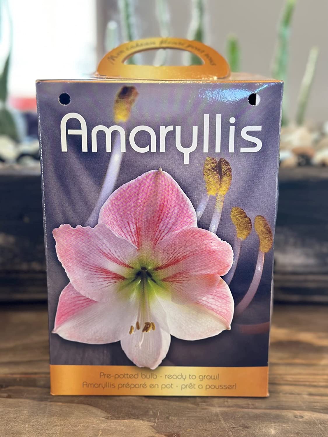 Amaryllis Grow Kit Pre Potted Amaryllis Bulb in Gift Box