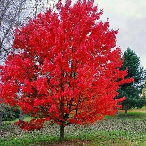 Sourwood Tree Seedlings for Planting 1-2 Feet Tall Live Tree Plants