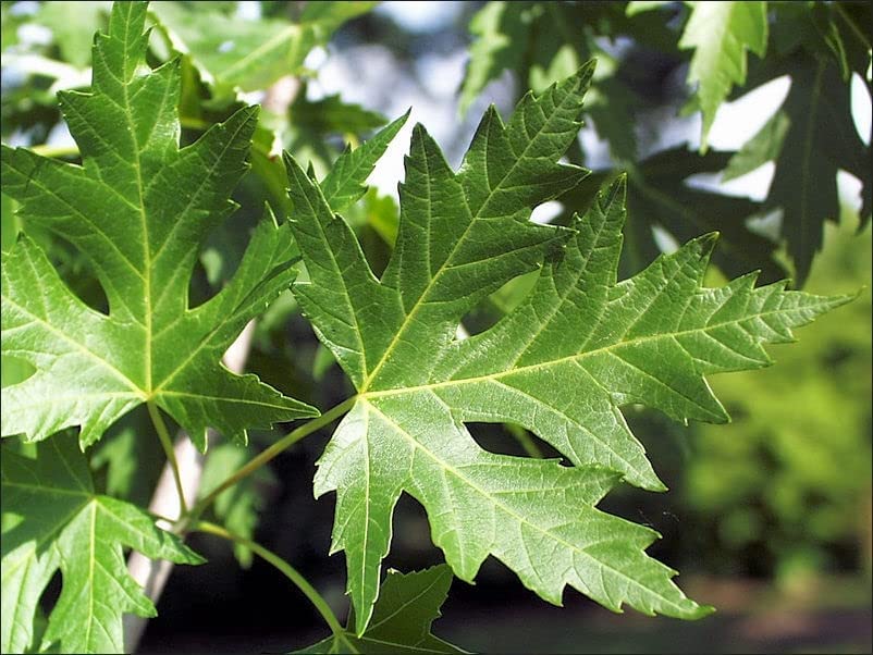 Silver Maple Tree Seedlings to Plant