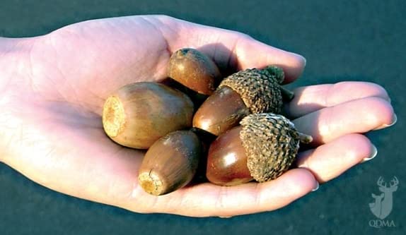 Chestnut Oak Tree Seedlings for Planting