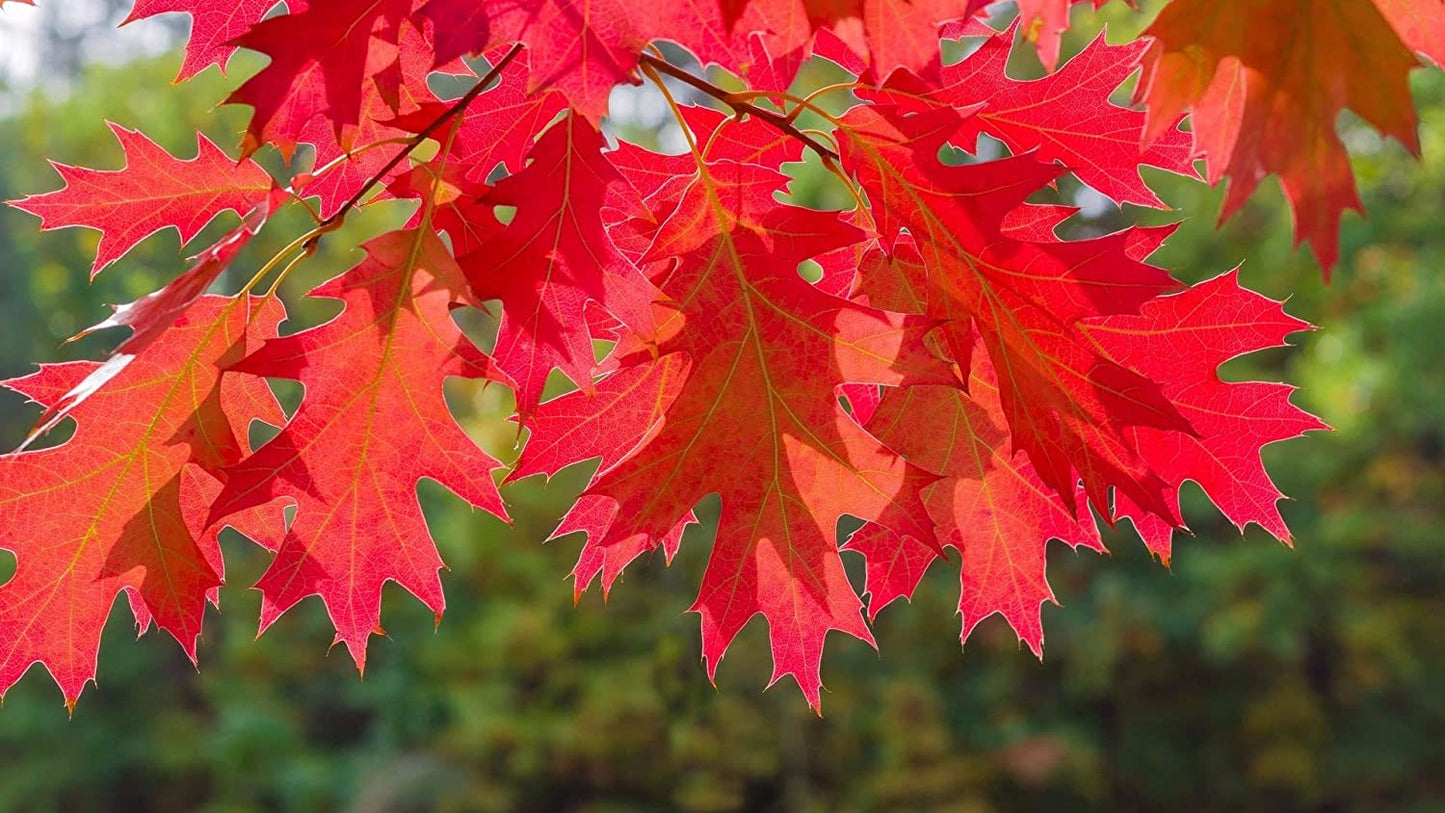 Red Oak Tree Seedlings for Planting