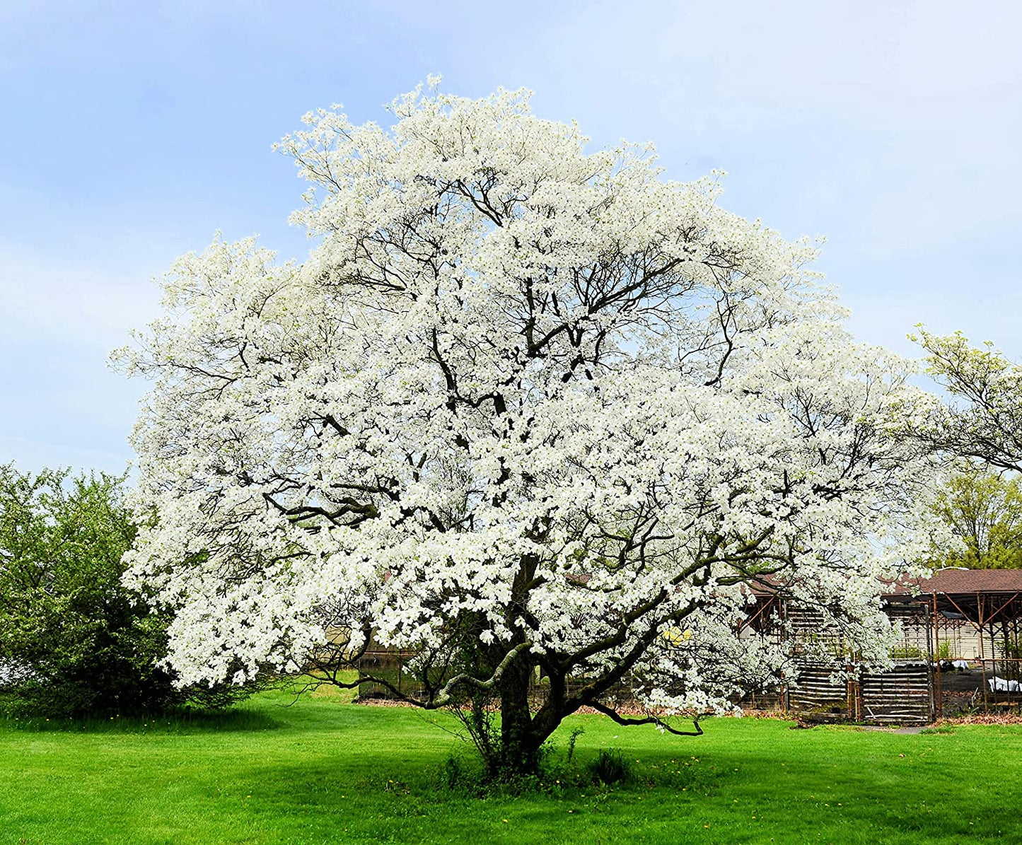 White Flowering Dogwood Tree Seedlings for Planting