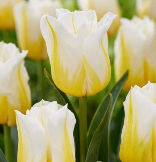 10 Pre Chilled Flaming Agrass Tulip Bulbs to Force Indoors