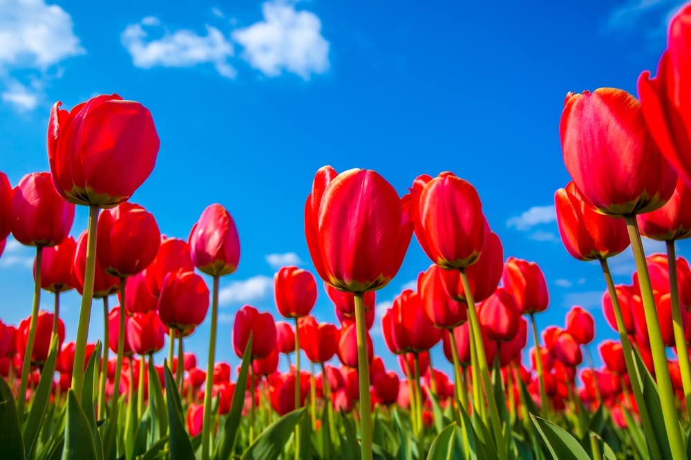 Pre Chilled Red Tulip Bulbs for Forcing Blooms Indoors