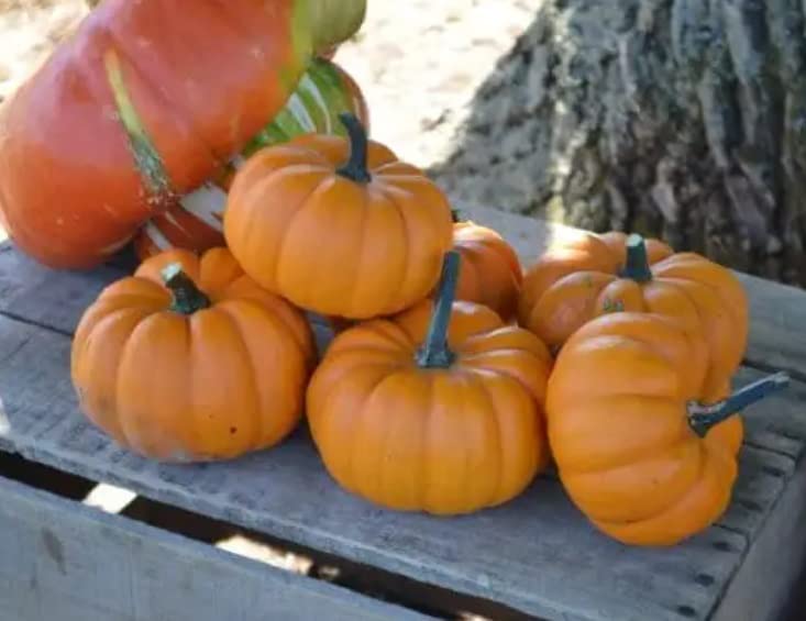 10 Orangita Pumpkin Seeds for Planting - Small Orange Pumpkins - Excellent for Decor - Non GMO Garden Seeds