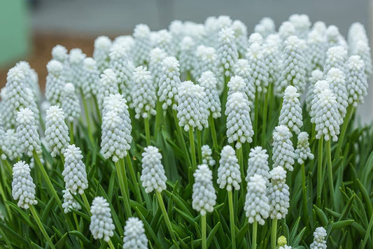 White Muscari Grape Hyacinth Bulbs Beautiful Spring Blooms