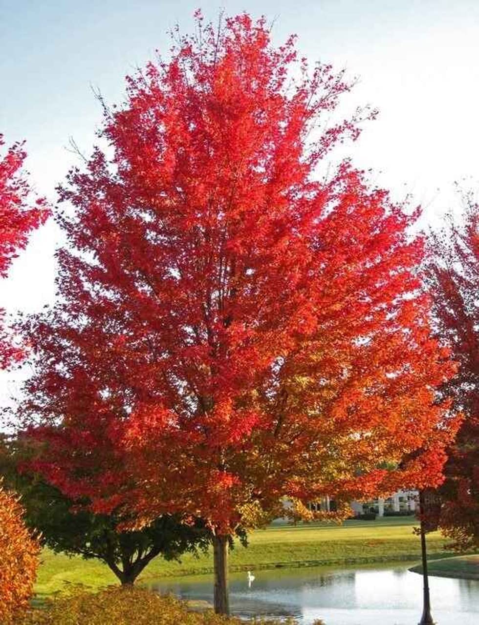 Silver Maple Tree Seedlings to Plant