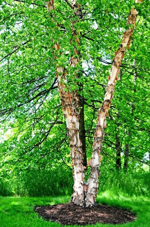 River Birch Tree Seedlings to Plant