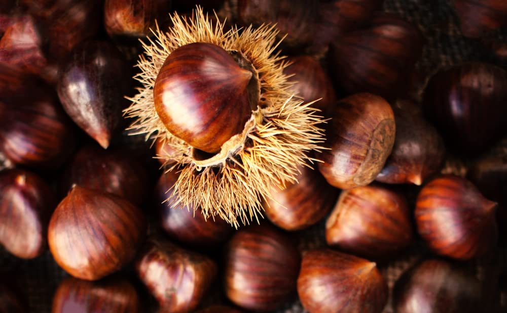 Hybrid Chestnut Tree Seedlings for Planting