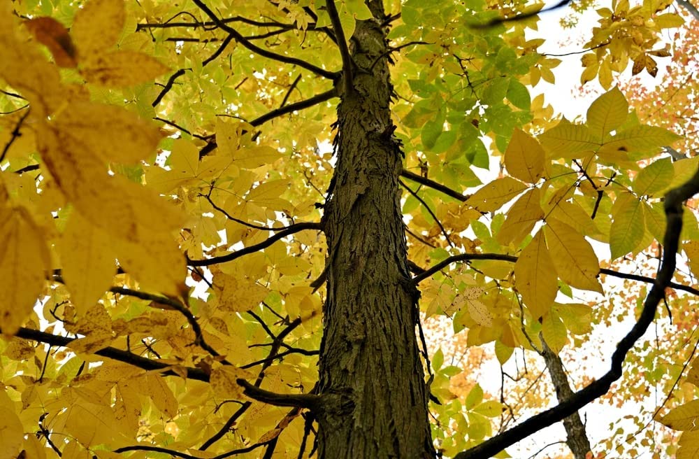 Shagbark Hickory Tree Seedlings to Plant