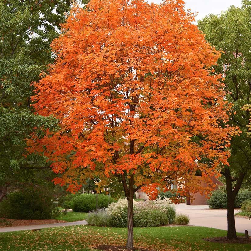 Sugar Maple Tree Seedlings for Planting