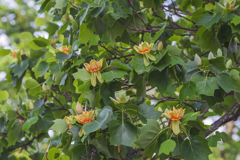 Tulip Poplar Tree Seedlings for Planting