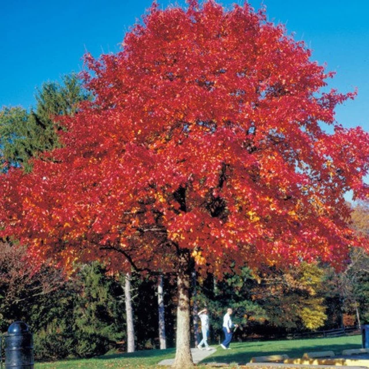 Red Oak Tree Seedlings for Planting