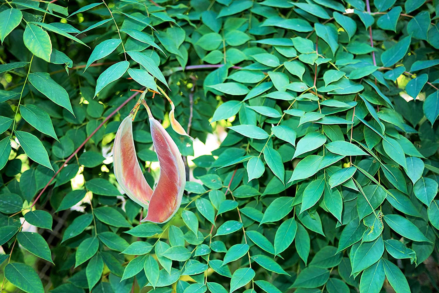 Kentucky Coffee Tree Seedlings to Plant