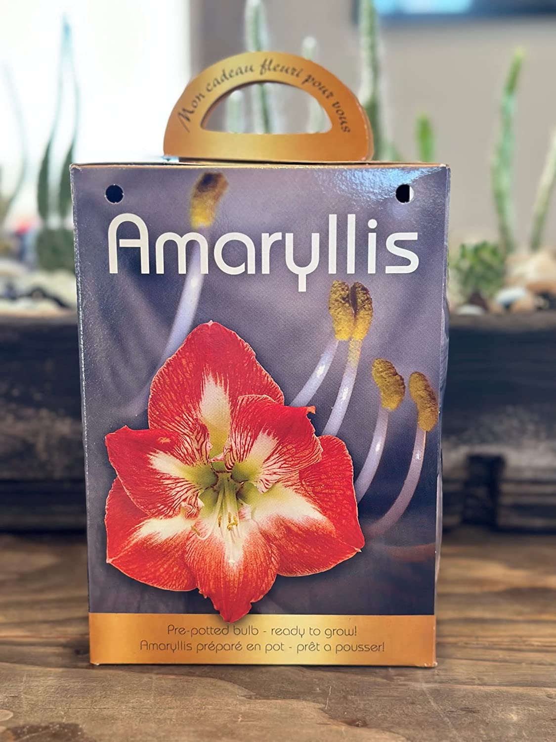 Amaryllis Grow Kit Pre Potted Amaryllis Bulb in Gift Box