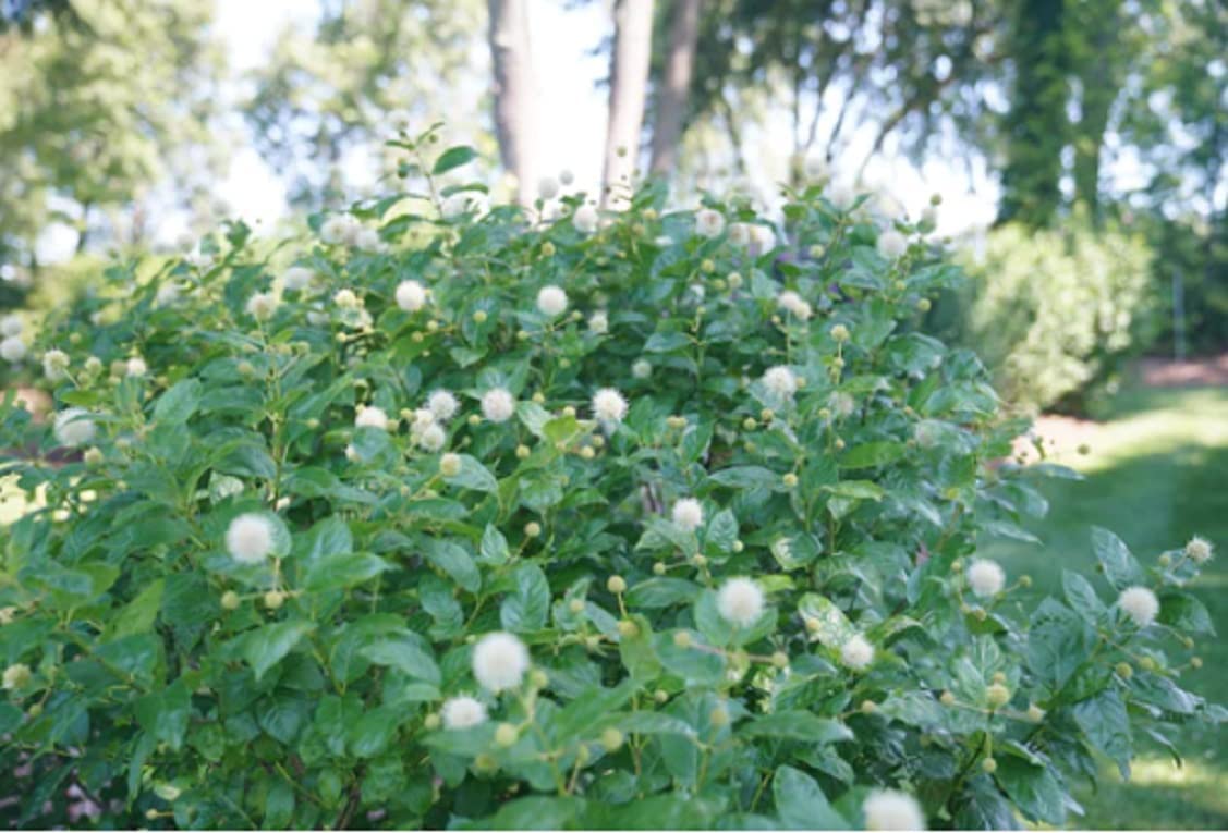 Buttonbush Seedlings to Plant