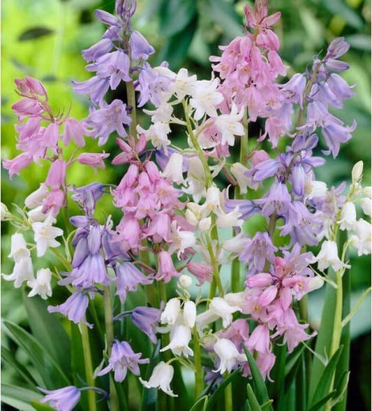 Spanish Bluebells Bulbs for Planting Mixed Color Easy to Grow Perennial Flowers