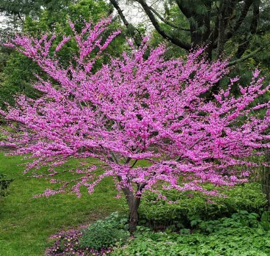 Eastern Redbud Tree Seedlings for Planting