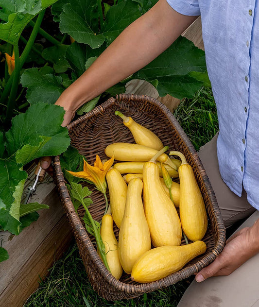 Saffron Summer Squash Seeds for Planting (10 Seeds) - Grandprize Squash