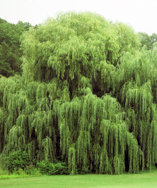 12 Weeping Willow Trees - Ready to Plant - Beautiful Arching Canopy