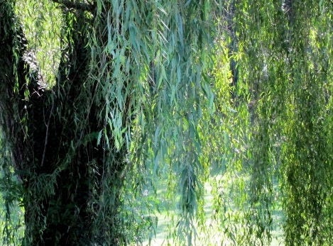 12 Weeping Willow Trees - Ready to Plant - Beautiful Arching Canopy