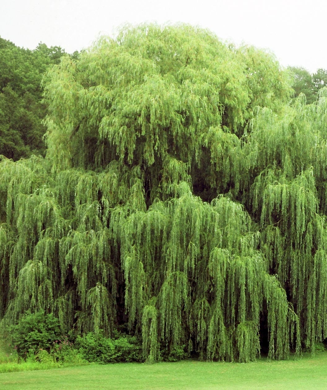 5 Live Willow Tree Plants - 2 Weeping Willows +2 Hybrid Willows +1 C