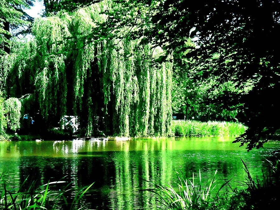 5 Willow Tree Bundle - 2 Hybrid Austree Willow, 2 Weeping Willow, 1 Curly Willow - Ready to Plant - Bare Root