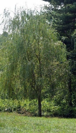 100 Hybrid Willow Tree Cuttings - Ready to Plant - Fastest Growing Tree - Privacy Hedge