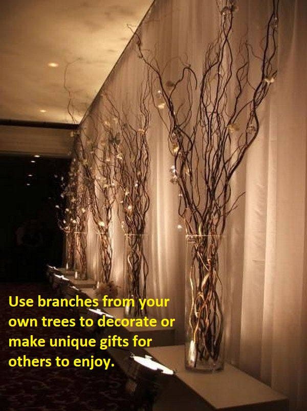 4 Corkscrew Willow Live Trees - Ready to Plant - Start Indoor with only Water till Ready to Plant!