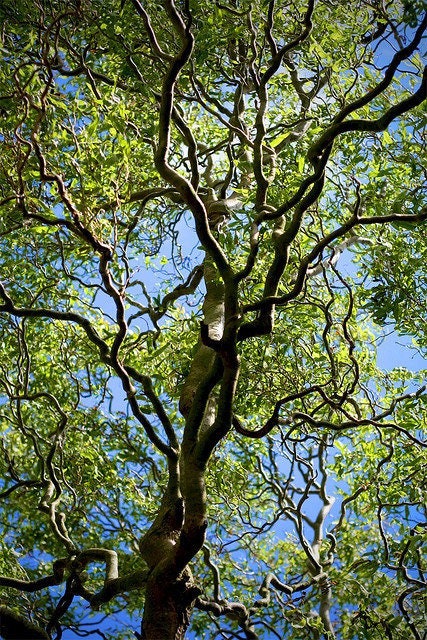 4 Corkscrew Willow Live Trees - Ready to Plant - Start Indoor with only Water till Ready to Plant!