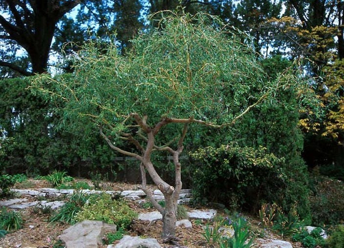 20 Corkscrew Willow Live Cuttings Trees - Ready to Plant - Start Indoor with only Water till Ready to Plant!