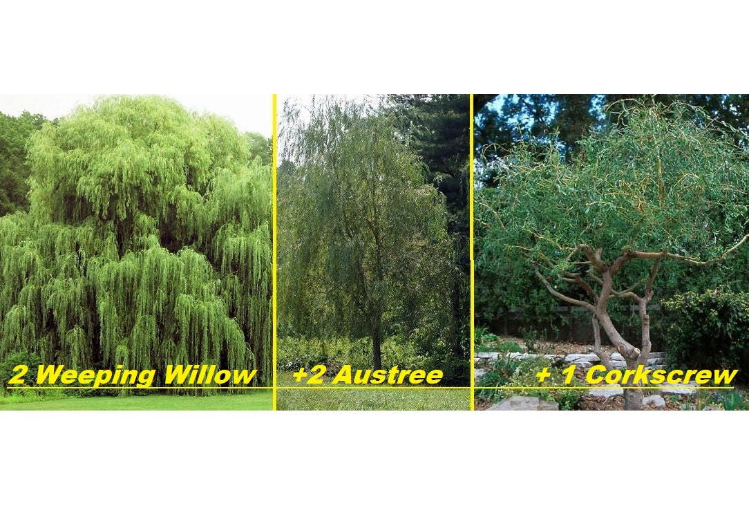 5 Live Willow Tree Plants - 2 Weeping Willows +2 Hybrid Willows +1 C