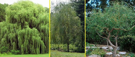 5 Willow Tree Bundle - 2 Hybrid Austree Willow, 2 Weeping Willow, 1 Curly Willow - Ready to Plant - Bare Root