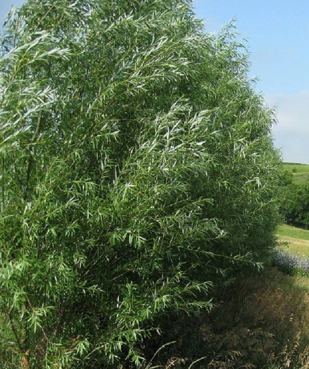 10 Austree Hybrid Willow Trees - Ready to Plant - Fast Growing Tree - Up to 12 feet in the first Year