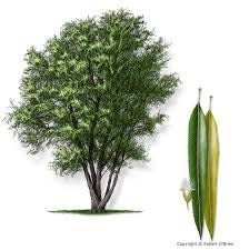 6 Black Willow Tree Cuttings | Grow 6 Amercian WIllow Trees | Fast Growing