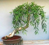 Bonsai Weeping Willow Tree - Thick Trunk - Get the Mature Bonsai Look Fast - Golden Weeping Willow Bonsai