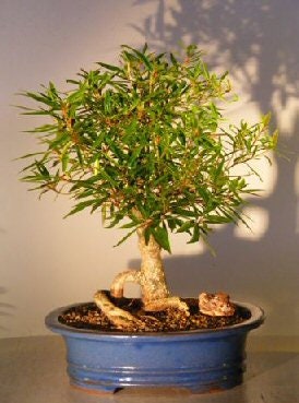 Two Dwarf Weeping Willow Tree Cutting - Excellent Bonsai Tree - Indoor/Outdoor Live Tree Plant - Rare Small Garden Trees