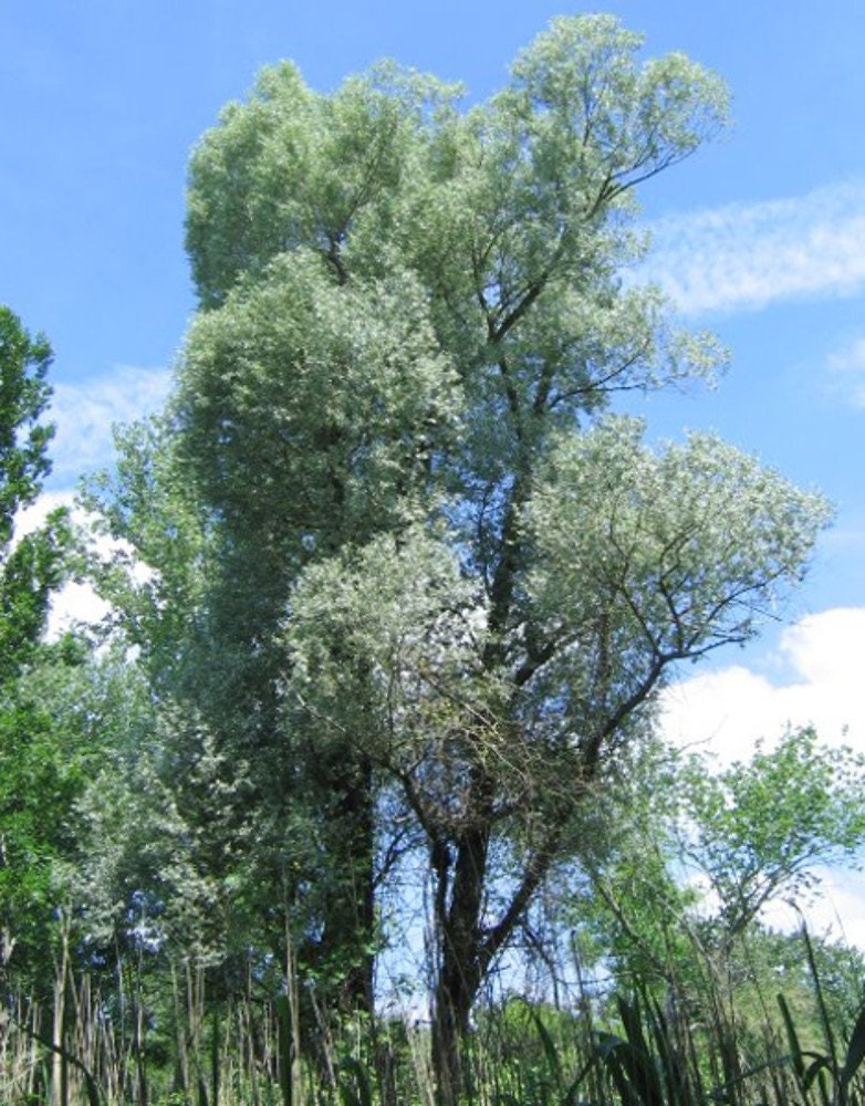 4 White Willow Trees - Ready to Plant - Salix Alba